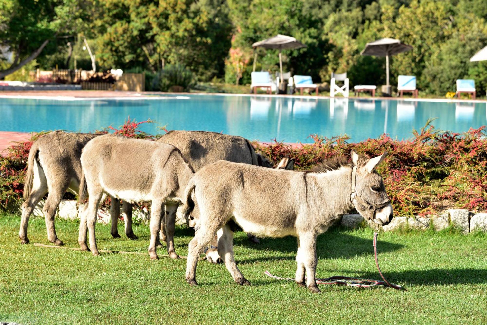 Eco Orlando Sardegna